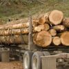 Lot de 10 Grumes de Bois de Chêne – Diamètre 150 cm