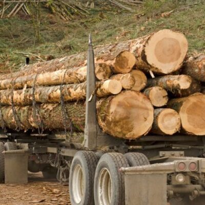 Lot de 10 Grumes de Bois de Chêne - Diamètre 150 cm