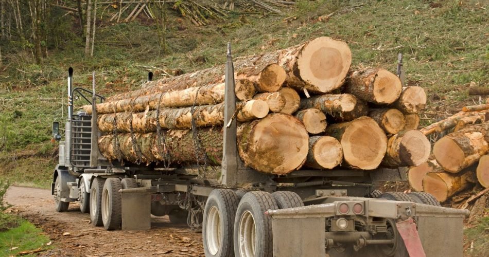 Lot de 10 Grumes de Bois de Chêne – Diamètre 150 cm